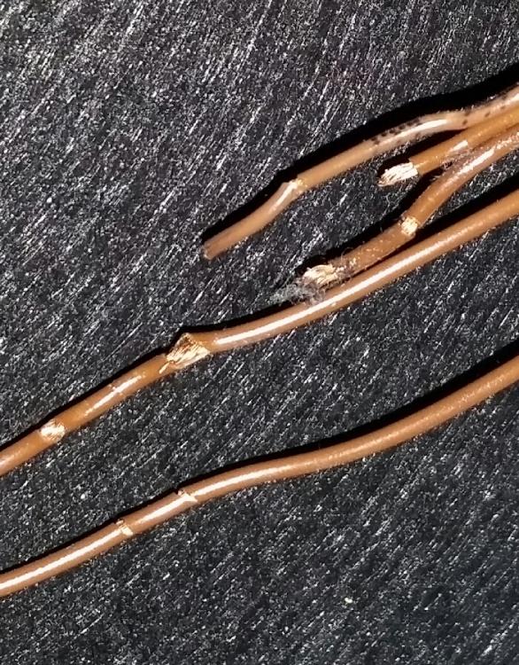 2017-08-10 16.36.07.jpg