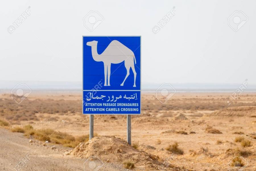105799573-attention-camels-crossing-road-sign-in-tunisia-africa.jpg